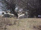 DSCF7552