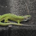 20110702-16