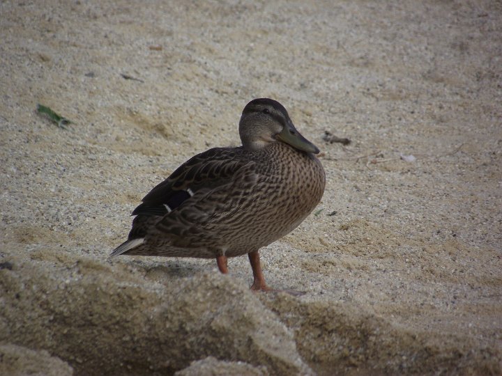 20110704-66